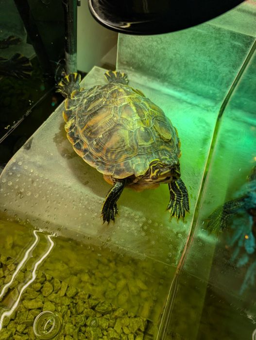 2 Broaște țestoase