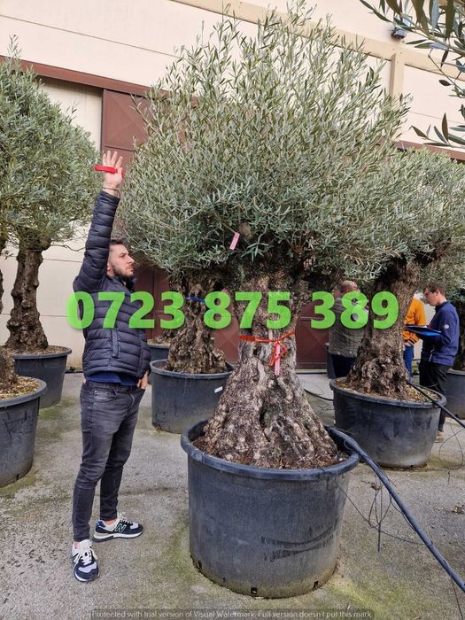 Plante Decorative de Pepinieră – Gata de Integrat în Proiectul Tău