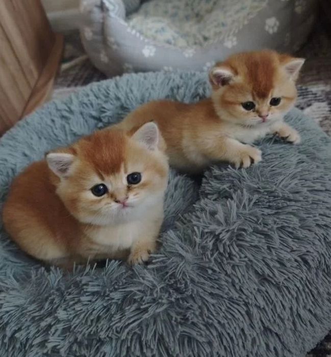 Котятки золотая шиншилла