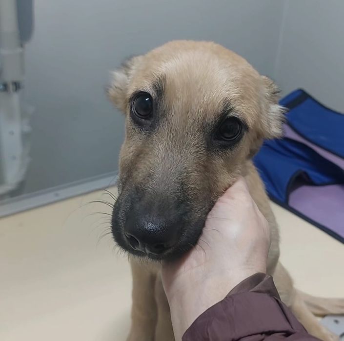 Щенок, три месяца, ищет дом