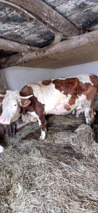 Vaca cu vițel de vânzare