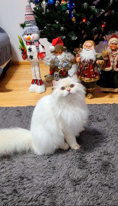 British Longhair baiat superb pedigree