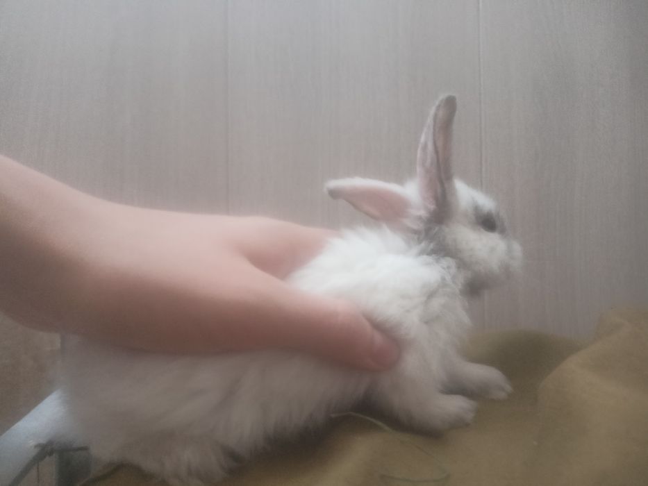 Кролики,дети.    .