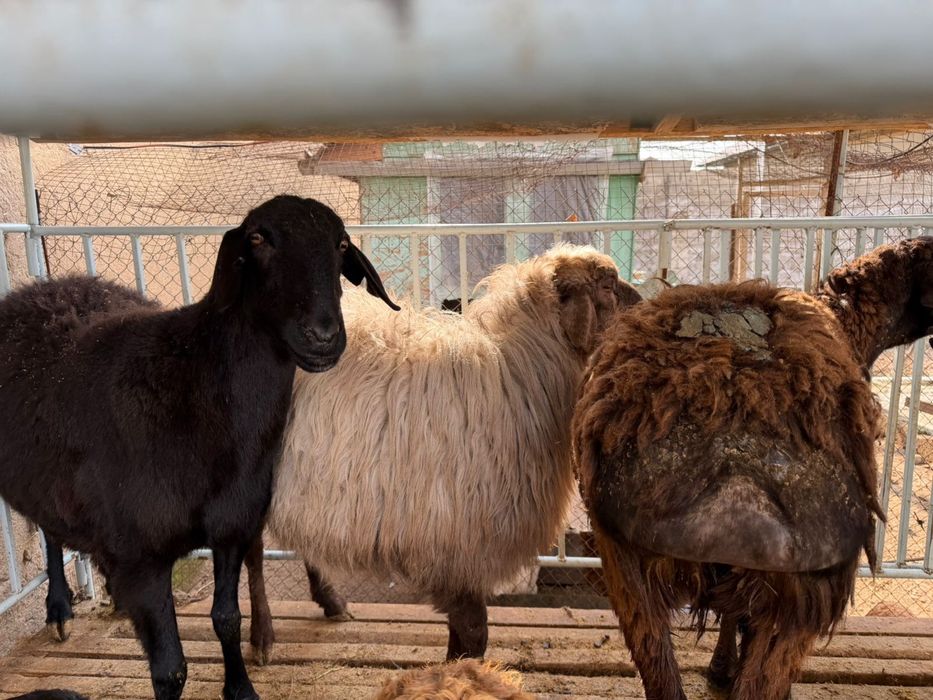 Кой 3 бас кысыр саулык