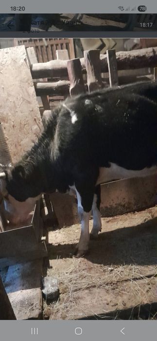 Продам корову стельную