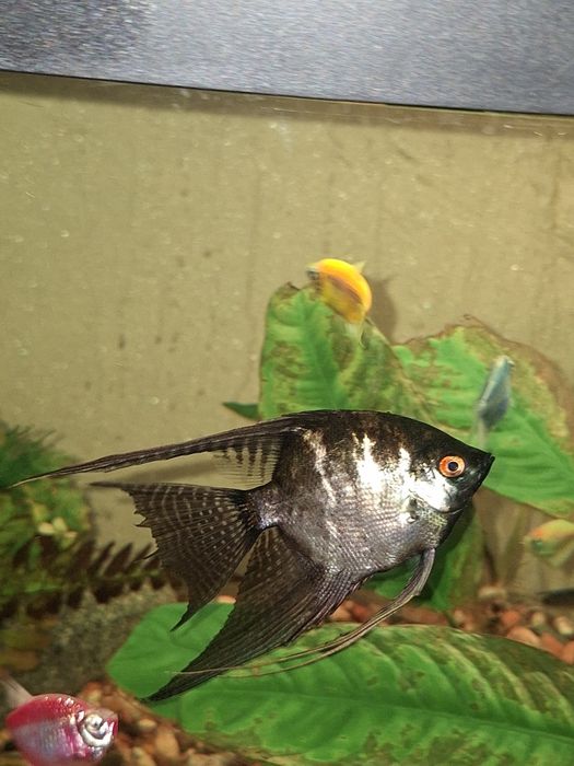 Прдам/обменяю Скалярию