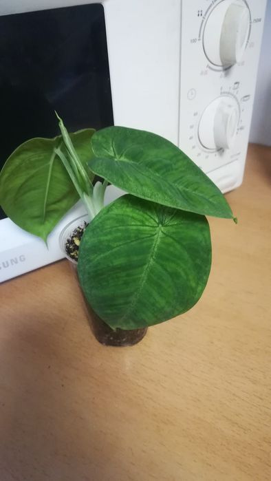 сингониум Холодное сердце