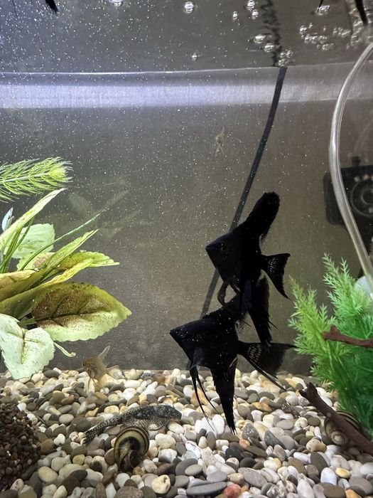 Скалярии продам