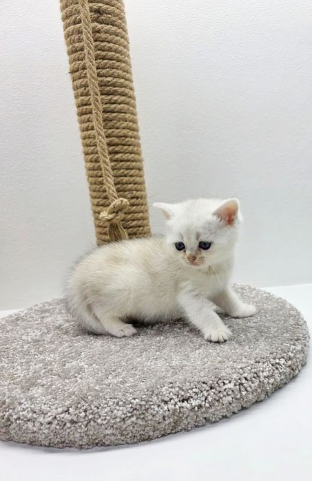 КошЕчка.ШотЛандКа.