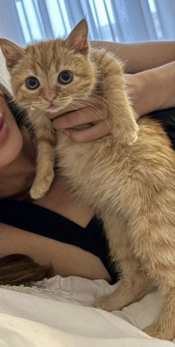 Котенок рыжая девочка