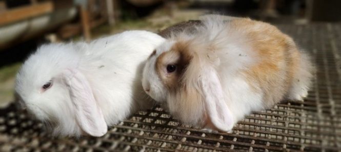 Mini quyonlar sotiladi