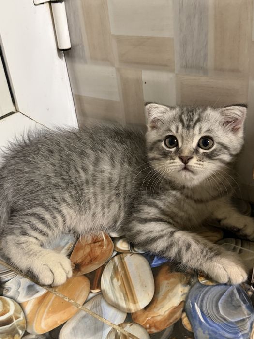 Продаются вислоухие котята скотиш фолд