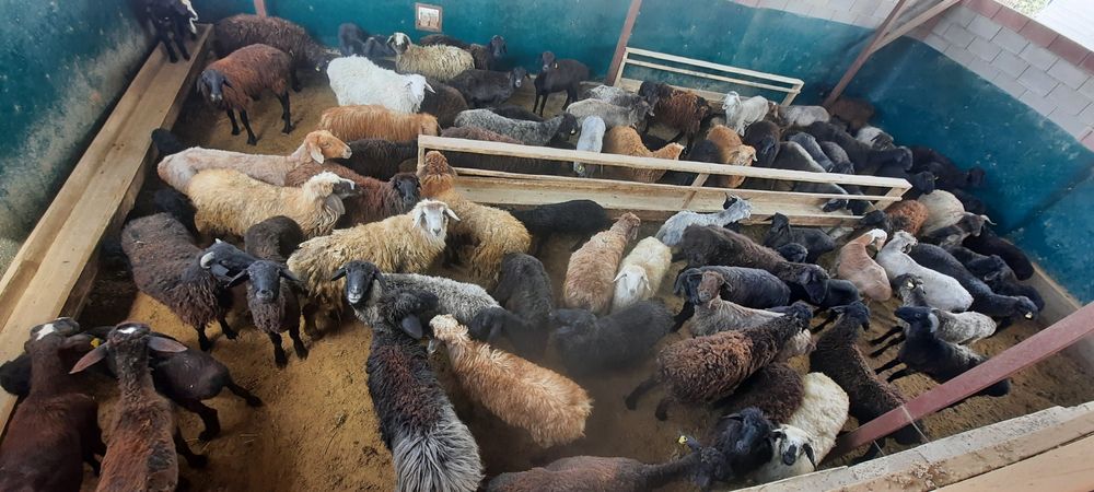 май семиз кой токты тусак кошкар