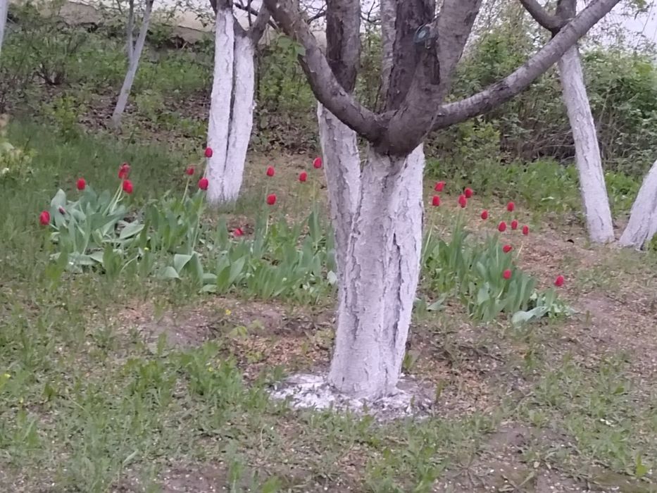 Продам частный дом в Кобде