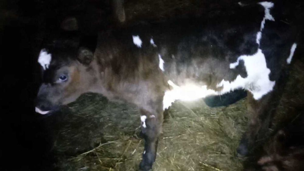 12 телят подсосных