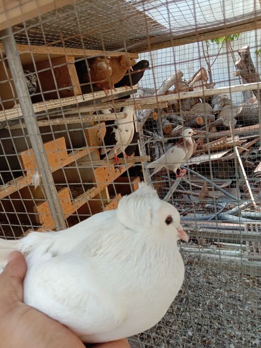 Хар-хил каптарлар сотилади