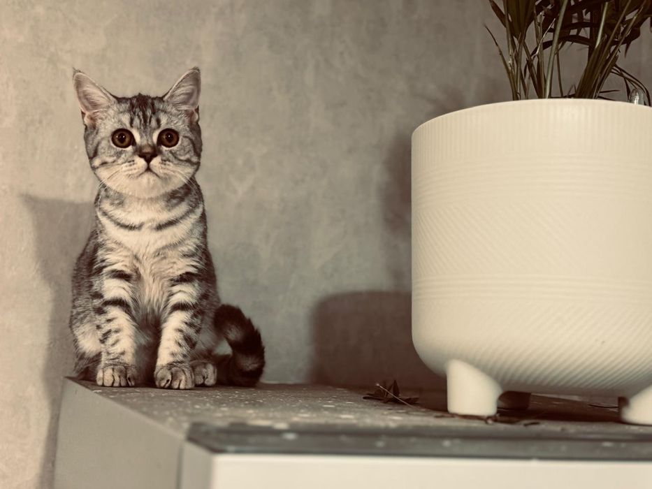 Продам котёнка 15 тыс