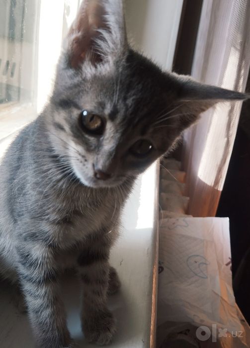 Котенок девочка Трикси (3 мес)
