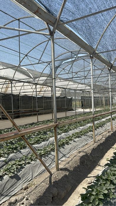 Теплица арендага берилади