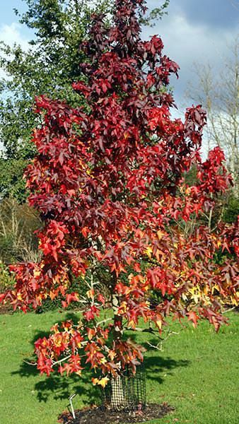 Pomi ornamental  arborele  de guma Liquidambar