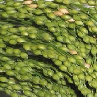 Mei alb samanta pentru semanat sac 25 kg