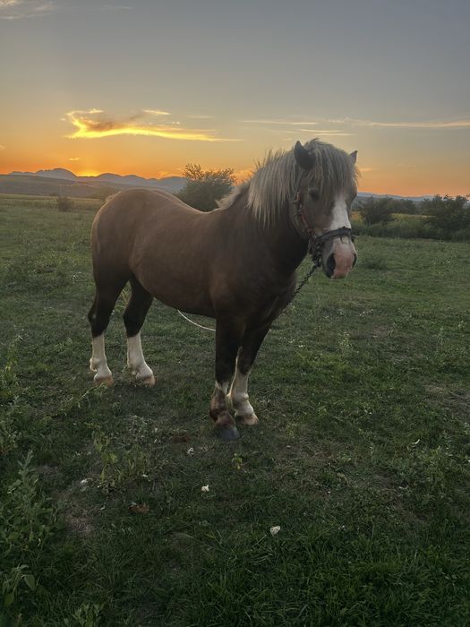 De vanzare mânz, varsta 2 ani.