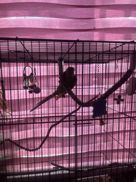 Продам попугая ожереловый самец