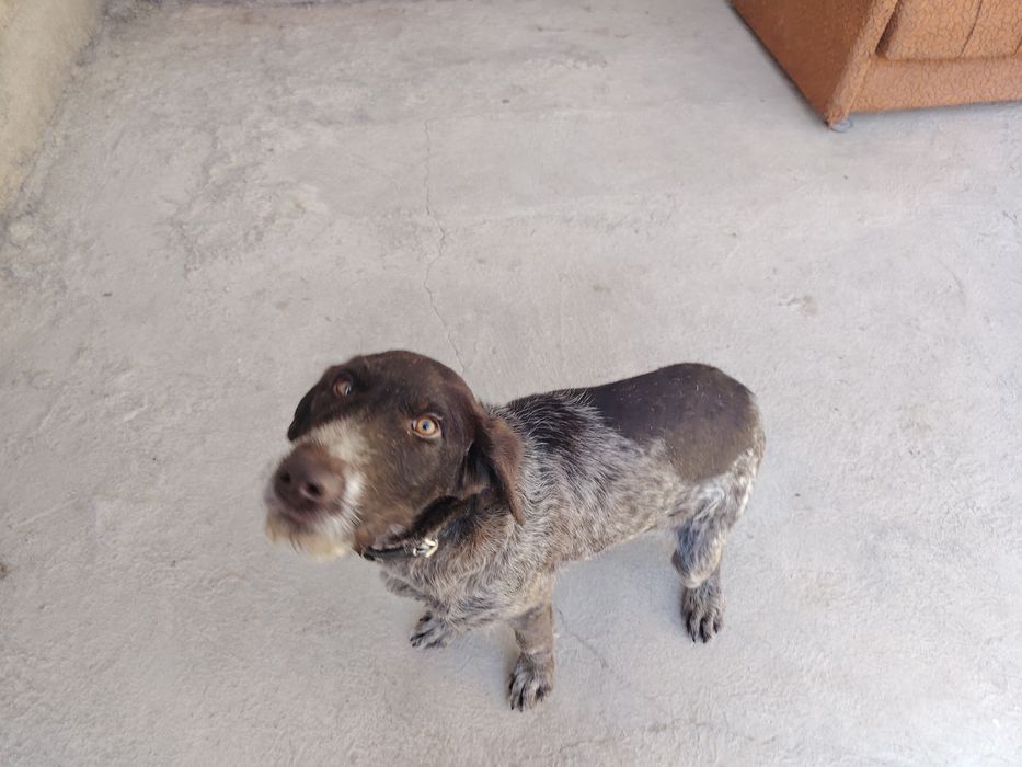 Дратхаар сотилади