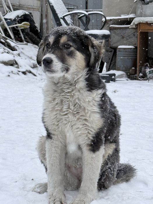 Тобет продается цена договоримься щенок