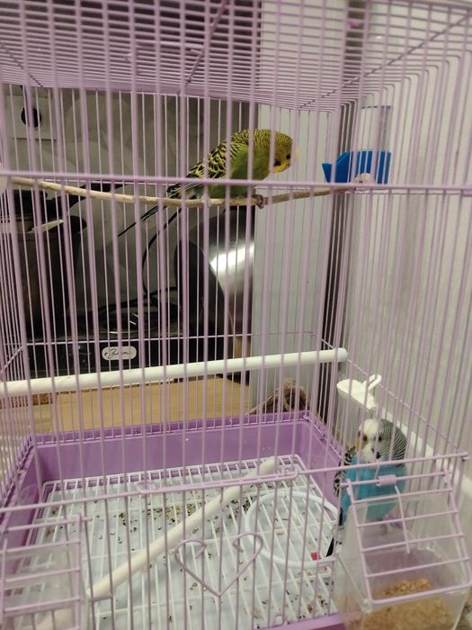 Папугай парымен сатылады