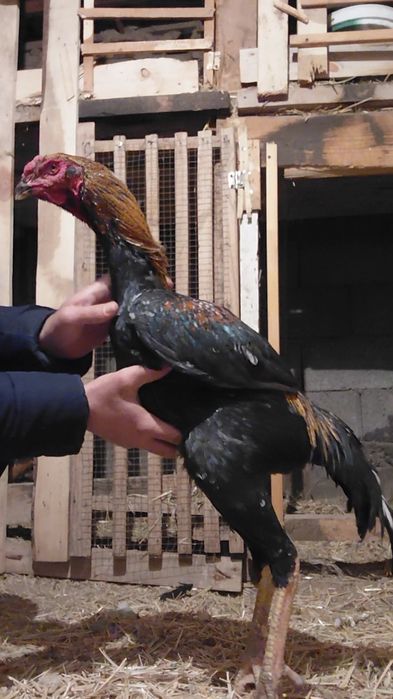 Дакан петух на продаже