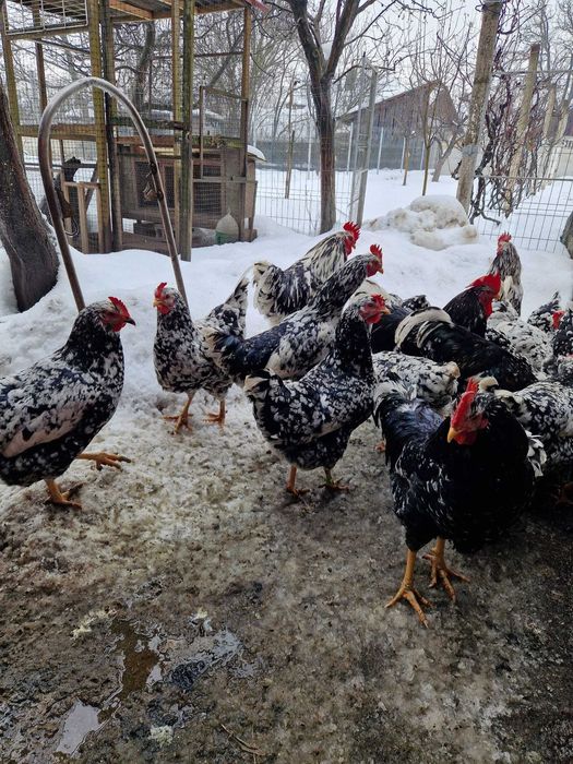 Vand familie gaini pita pinta