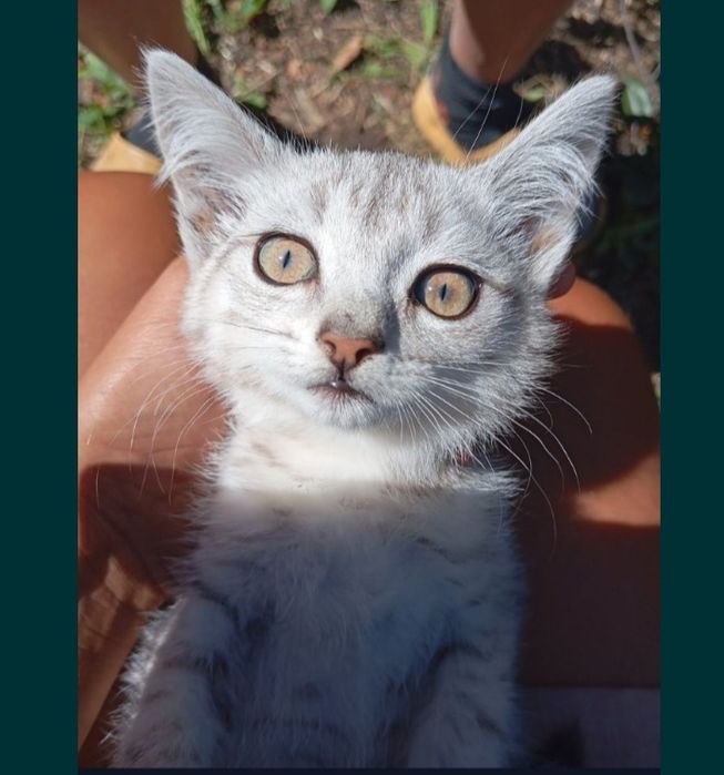Котёнок котенок отдам