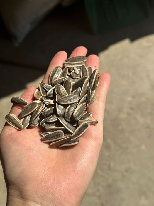 Продается Семечка