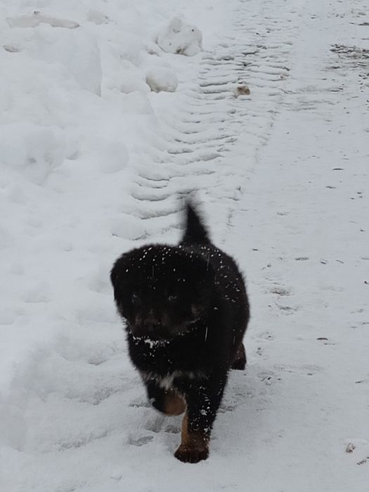 Продавам ротвайлерчета .