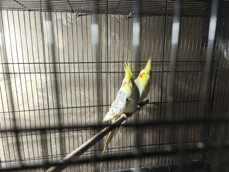 Karello papugay tayyor juft nolovka