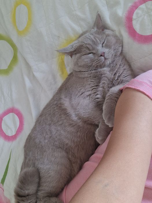 Ласковый кот Британец