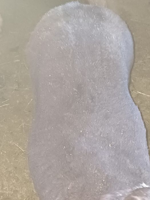 Продам барана жирного