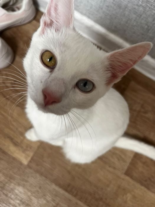 Кот ищет себе дом!