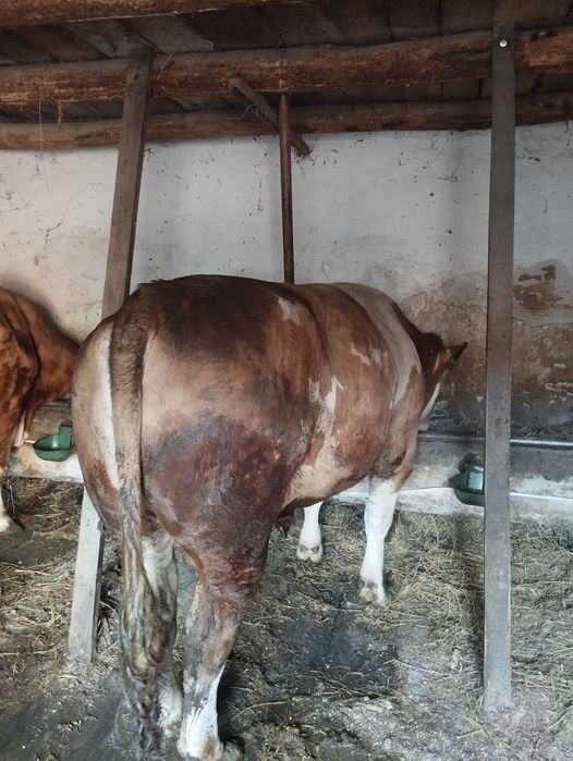 Vand taur pentru taiat