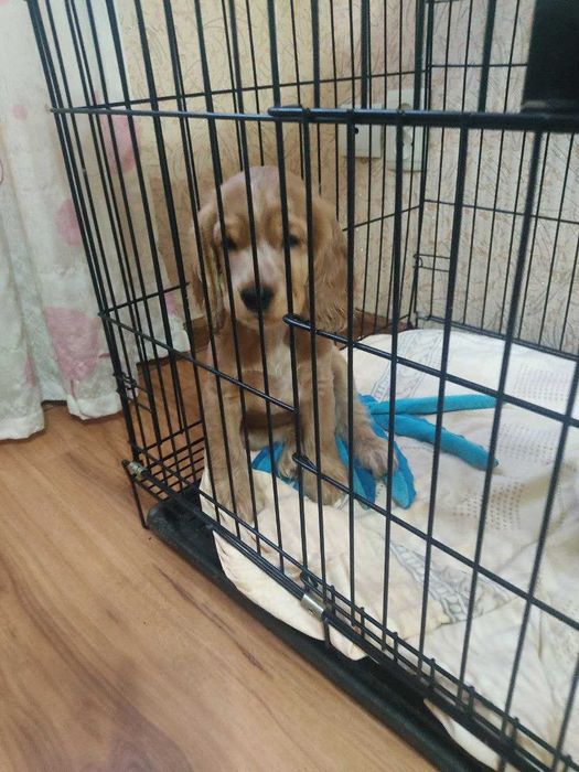 Продаются щенки английского кокера спаниеля