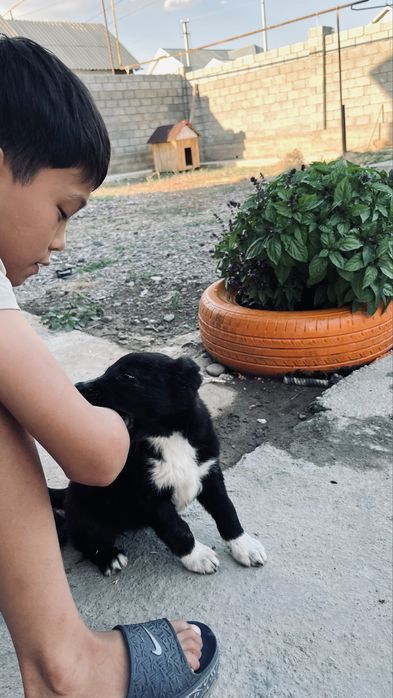алабай 1 месяцев девочка