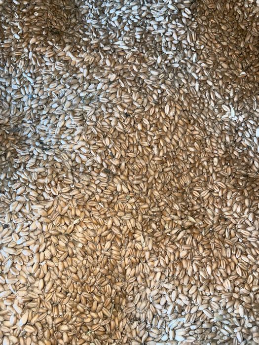 Grâu productie 2025