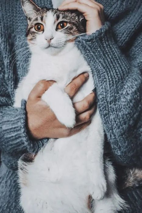 Îngrijire animale de companie - plimbari, tratamente, vizite