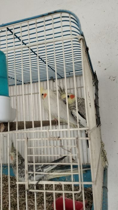 Попугай Карелла Серый и Желтый