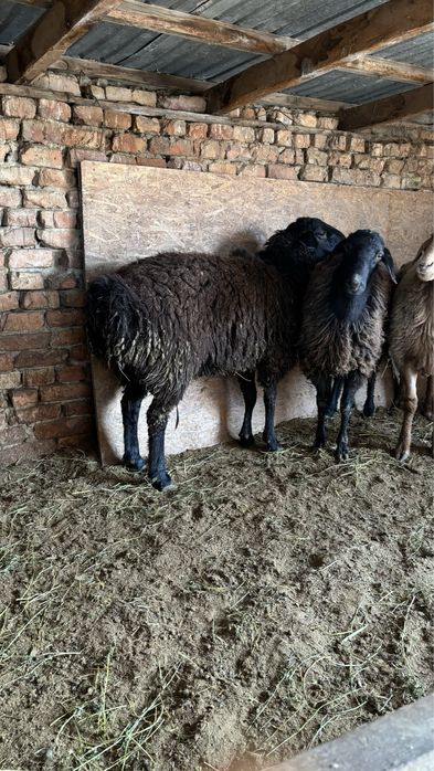 2 жасар Кашкарлар сатылады