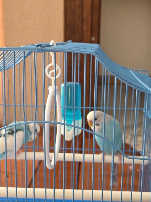 Папугай сатылады.