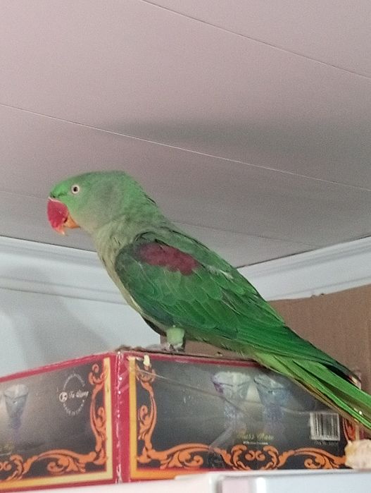 Papagal marele Alexandru blând
