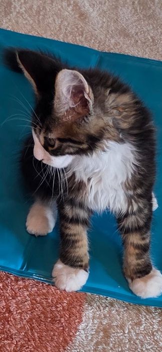 Motanel Maine Coon