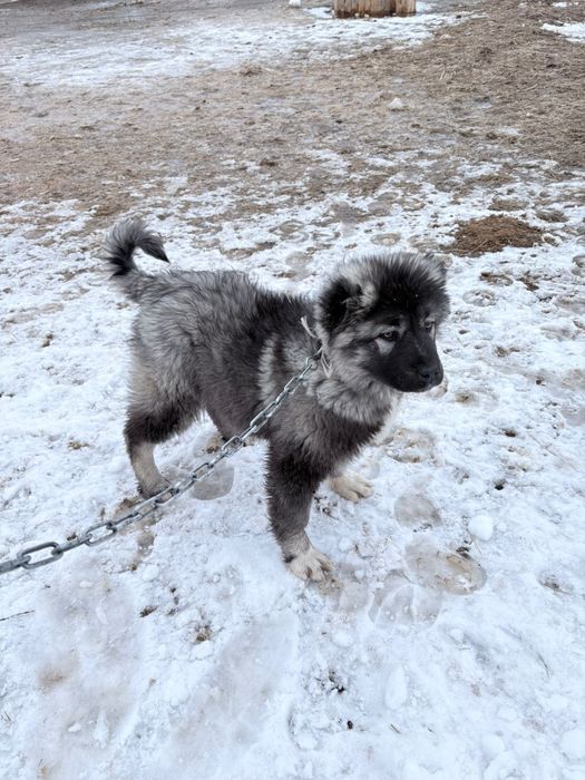 Кушык 4 айлык сатылады